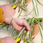 5 Clever Ways to Reuse Cut Grass