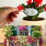 10 Hanging Basket Mistakes Too Many Gardeners Make