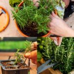 🪰 Not a Fly Will Be Left Behind! A Simple and Powerful Homemade Insect Trap
