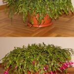 Garlic Alcohol: How to Make an Insecticide at Home Against Aphids, Mealybugs and Other Insects