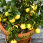 Add Salt to Orange Peels and Stop Wasting Money – They’re Worth Their Weight in Gold at Home