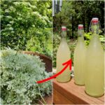 How to Grow a Bushy and Hearty Ribbon (Malamadre Plant): 8 Tricks for Maximum Growth