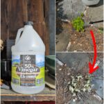 🦟 You’ll Never See Mosquitoes Again If You Do This: The Natural Repellent Secret Revealed