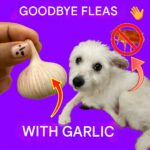 Do You Want to Know How to Remove Corns Naturally? Here’s What Actually Works (Backed by Facts & Studies)