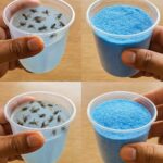 Best Method Against Fleas Using Garlic: A Natural and Powerful Remedy