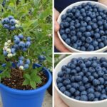 What Is SPAM and What Is It Made Of, Anyway?