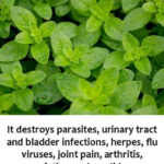 The DIY Plant Tonic Your Garden Will Love