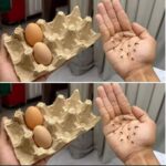 The Japanese Rice Cream Secret: Unlocking Radiant, Flawless Skin