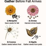 The Surprising Benefits and Uses of White Clover, Red Clover, and Crimson Clover