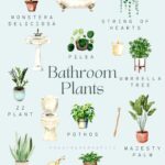 6 Things to Do to Make Monstera Lusher and Beautiful