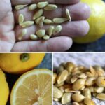 Tricks To Prevent Weeds From Growing In Your Gravel