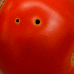 Dates and Ginger: Natural Intestinal Cleansing