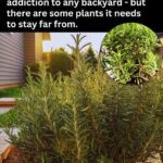 11 Easy-To-Divide Perennials That Will Multiply Your Blooms