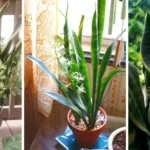  Homemade Vanilla Sugar: A Sweet Secret You’ll Love