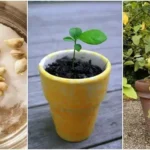 Why Some U.S. Bills Have a Bow and Arrow Mark?