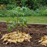 Lemons are a beloved fruit known for their vibrant flavor, powerful health benefits, and endless uses in cooking, cleaning, and natural remedies.