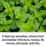 5 Things to Do with Your Christmas Cactus in September for Maximum Blooms