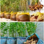 Wood ash is far more than just a byproduct of a fireplace