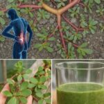 Grow Unlimited Basil Plants in One Pot This Way