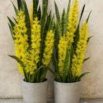 Cloves: The Powerful Spice with Hidden Benefits and Everyday Uses