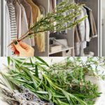 The Secret of the Tiny Pocket in Jeans