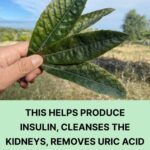 The “Natural Morphine” in Your Kitchen That Could Transform Pain Management