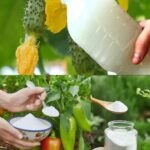 20 Beautiful And Easy Indoor Plants That Can Grow In Water