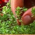 Planting Bulbs in Bulk with Egg Cartons: A Clever Trick for Perfect Spring Blooms