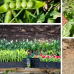 The Purple Maguey Plant — Benefits and Traditional Uses