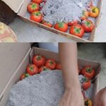 Grow Unlimited Basil Plants in One Pot This Way