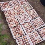 Grounding with Trees: How Barefoot Earthing and Tree Energy Can Restore Balance