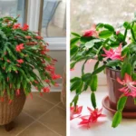 It is one of the most powerful plants in the world.