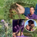 Wood ash is far more than just a byproduct of a fireplace