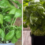 Purslane: The Healing Weed for Joints, Bones, and Overall Health