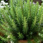 Tomatoes: The Surprising Superfood for Your Health and Kitchen