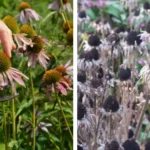 The Surprising Effects of Putting Bay Leaves in Your Socks