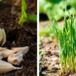 15 Flowers You Shouldn’t Deadhead