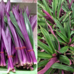 12 Best Flowers & Vegetables to Plant In October