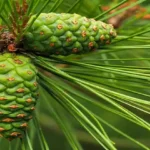 Mediterranean Spinach and Feta Crisps