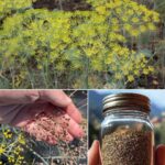 Burning Sage: What It Is, How to Do It, and Why It Might Help You