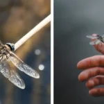 Why Does Meat Sometimes Look Rainbow-Colored?