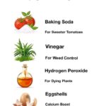 Homemade Mozzarella Cheese