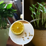 The Power of Black Garlic: Nature’s Aged Superfood