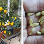 How to Preserve Fresh Blueberries at Home for Months