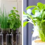 🌿 Holy Basil (Tulsi) for Oral Health: A Natural Remedy for Cavities, Gum Problems, Bad Breath & Stronger Teeth