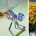 Flaxseed Baby Oil Formula: Collagen Oil For Wrinkle Free Skin