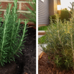 Delicious Beetroot and Lemon Juice Cleans Colon Waste and Loses Weight