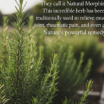 15 Surprising Uses for Pine Cones Every Gardener Should Know