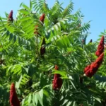 Rosemary: The “Natural Morphine” Touted for Pain Relief