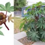 Eat a Lemon, Save the Seeds and Grow Your Own Tree – But Don’t Miss These Key Tips!